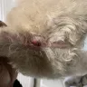 PetSmart - grooming - Photo 1