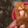 KFC - served bloody/raw chicken wings (qty 6-$6)