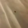 Baymont Inn & Suites - bed bugs and receipt not given