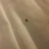 Baymont Inn & Suites - bed bugs and receipt not given - Photo 2