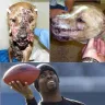 National Football League [NFL] - michael vick and his selection as pro bowl captain - Photo 1