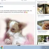 Foxies Fund - randy boles fraudulent seeking funds for foxie fund inc. from norcross, georgia