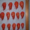 Woolworths - Incorrect charging for purchase of prawns - Photo 4