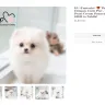 Boutique Teacup Puppies - ashley andersen - Photo 2