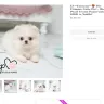 Boutique Teacup Puppies - ashley andersen - Photo 3