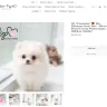 Boutique Teacup Puppies - ashley andersen - Photo 4