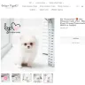 Boutique Teacup Puppies - ashley andersen