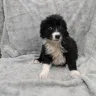 Hoobly - australian shepherd - Photo 1