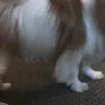 PetStock - dog grooming
