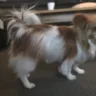 PetStock - dog grooming