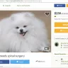 Cloud 9 Pomeranians@Brenda Fisher - pomeranian puppy mill, animal abuser, fraud, scammer, false name business owner