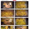 Banaeast SP. Z O.O. S.P.K. - bananas - Photo 1