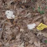 Southern Roofing and Insulation Company - workers trespassing on my property and defecating - Photo 1
