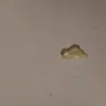 Imperial Tobacco Australia - champion legendary ruby 20g pouch - Photo 1