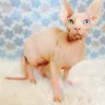 Bare Naked Genes / Bare Naked Babies - Sphynx breeding cats