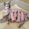 Bare Naked Genes / Bare Naked Babies - Sphynx breeding cats