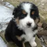 Hoobly - bernese/lab puppy
