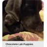 Hoobly - chocolate lab puppies scam - Photo 1