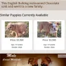 Royal Puppy Kennel - breeding practice, false or misleading advertising, and location of business, puppy documents are no real - Photo 1