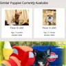 Royal Puppy Kennel - breeding practice, false or misleading advertising, and location of business, puppy documents are no real - Photo 4