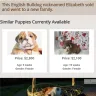 Royal Puppy Kennel - breeding practice, false or misleading advertising, and location of business, puppy documents are no real
