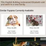 Royal Puppy Kennel - breeding practice, false or misleading advertising, and location of business, puppy documents are no real - Photo 3