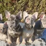 Hoobly - scam for money - selling frenchie - Photo 1