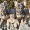 Hoobly - scam for money - selling frenchie - Photo 2
