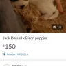Gumtree - jack russell x bison puppies for £150 in newport