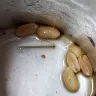 Aldi - Cocktail peanuts with sea salt