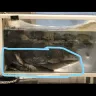 LuLu Hypermarket - regarding fish