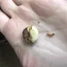 CVS - Gold Emblem Pistachios - Photo 1