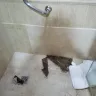 RIU Hotels & Resorts - guest room issues - Photo 1