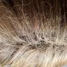 Facebook - Wig - Photo 1