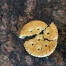 Ritz Crackers - All ritz crackers - Photo 1