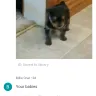 Hoobly - Classified Dog- Yorkie - Photo 2