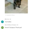 Hoobly - Classified Dog- Yorkie - Photo 1