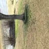 TruGreen - Yard care - Photo 2