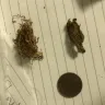 Imperial Tobacco Australia - Parker and simpson blue 15 and 25 gram tobacco - Photo 1