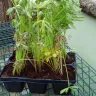 Gardening Express - Dying and neglected plants - Photo 2