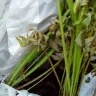 Gardening Express - Dying and neglected plants - Photo 1