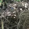 Long Island Rail Road [LIRR] - Trees over grown and piles of garbage are pushing my backyard fence over.