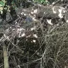 Long Island Rail Road [LIRR] - Trees over grown and piles of garbage are pushing my backyard fence over. - Photo 2