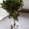 Gardening Express - Topiary gardenia tree