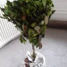 Gardening Express - Topiary gardenia tree - Photo 1