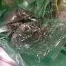 Direct Gardening - Shipment means and condition of plants received. - Photo 1