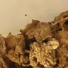 Kellogg's - Raising bran cereal - Photo 1