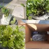 Gardening Express - Retail sale of flowers, plants - Photo 1