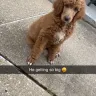 BuckEyePuppies.com - I bought a standard poodle (jayce) or so I thought. He is not a full standard poodle - Photo 1