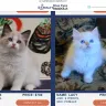 royaltyblueeyesragdolls.com - Ragdoll kitten scamming